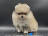 Spitz Nains Pomeraniens \
