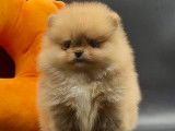 Spitz Nains Pomeraniens \