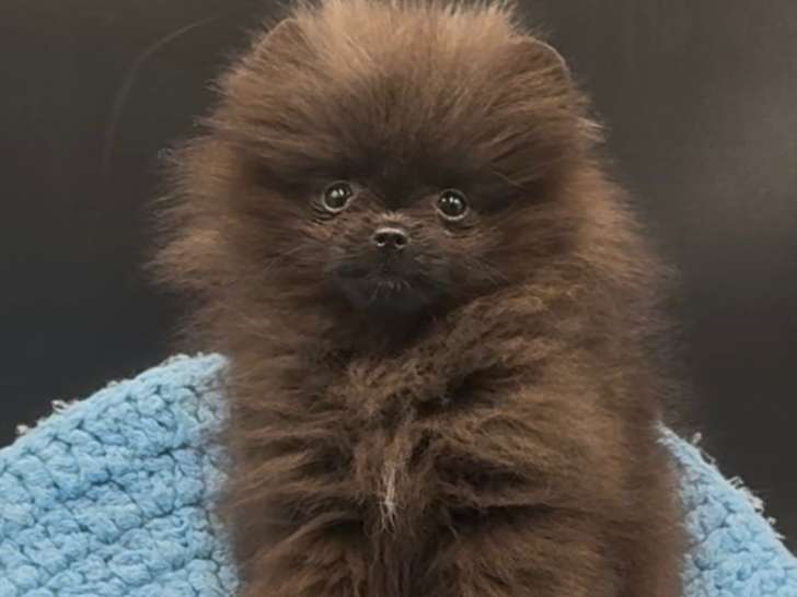 Spitz Nains Pomeraniens