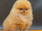 Spitz Nains Pomeraniens