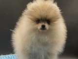 Spitz Nains Pomeraniens
