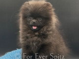 Spitz Nains Pomeraniens \