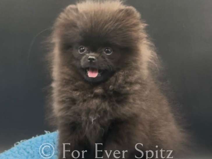 Spitz Nains Pomeraniens \
