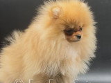 Spitz Nains Pomeraniens \