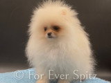 Spitz Nains Pomeraniens \