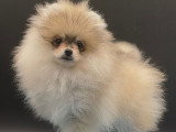 Spitz Nains Pomeraniens \