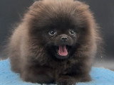 Mini femelle Spitz Nain Pomeranien \