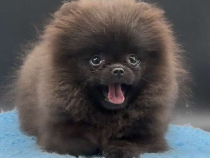 Mini femelle Spitz Nain Pomeranien \
