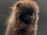 Mini femelle Spitz Nain Pomeranien \