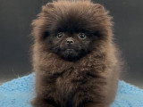 Mini femelle Spitz Nain Pomeranien \
