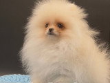 Mini femelle Spitz Nain Pomeranien
