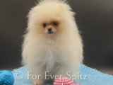 Mini femelle Spitz Nain Pomeranien