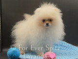 Mini femelle Spitz Nain Pomeranien