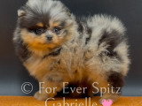 Spitz Nain Pomeranien merle dont yeux bleus