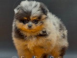 Spitz Nain Pomeranien merle dont yeux bleus