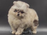 Spitz Nain Pomeranien merle dont yeux bleus