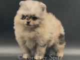 Spitz Nain Pomeranien merle dont yeux bleus