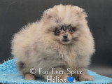 Spitz Nain Pomeranien merle yeux panachés bruns et bleus