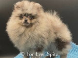 Spitz Nain Pomeranien merle yeux panachés bruns et bleus