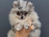 Spitz Nain Pomeranien merle yeux panachés bruns et bleus