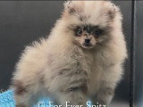 Spitz Nain Pomeranien merle yeux panachés bruns et bleus