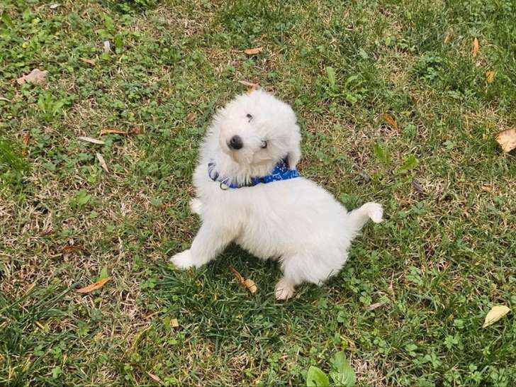 2 chiots mâles Bichons Maltais non-LOF à vendre, blancs d'août 2025