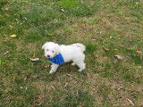 2 chiots mâles Bichons Maltais non-LOF à vendre, blancs d'août 2025