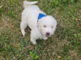 2 chiots mâles Bichons Maltais non-LOF à vendre, blancs d'août 2025