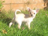 Chiot mâle Chihuahua à vendre