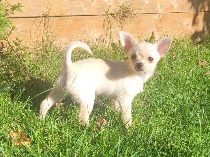 Chiot mâle Chihuahua à vendre
