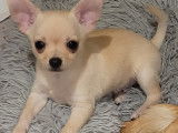 Chiot mâle Chihuahua à vendre
