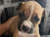 Mise en vente de 3 chiots femelles American Staffordshire Terrier LOF
