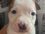 Mise en vente de 3 chiots femelles American Staffordshire Terrier LOF