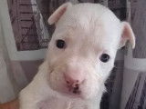 Mise en vente de 3 chiots femelles American Staffordshire Terrier LOF