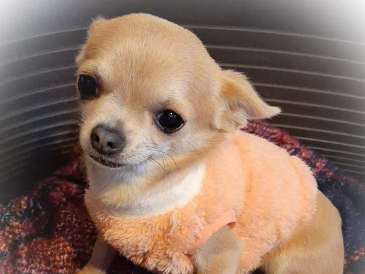Chiots Chihuahua mini à vendre