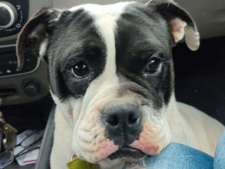 1 chienne Bulldog Continental LOF à vendre