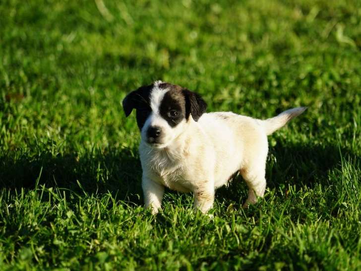 2 chiots Jack Russells LOF à vendre