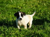 2 chiots Jack Russells LOF à vendre