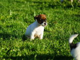 2 chiots Jack Russells LOF à vendre