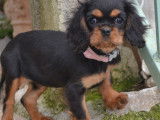 1 chiot femelle Cavalier King Charles LOF à vendre