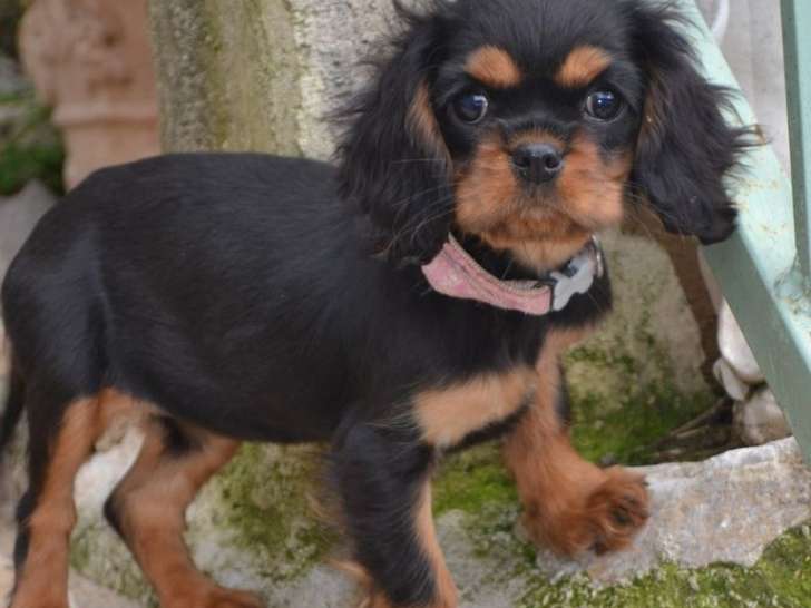 1 chiot femelle Cavalier King Charles LOF à vendre