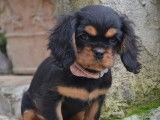 1 chiot femelle Cavalier King Charles LOF à vendre