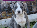 9 chiots American Staffordshire Terrier LOF à vendre