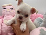 2 chiots mâles Chihuahuas non LOF à réserver