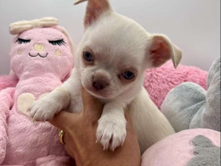 2 chiots mâles Chihuahuas non LOF à réserver