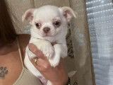 2 chiots mâles Chihuahuas non LOF à réserver