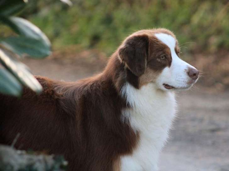 1 chienne Berger Australien rouge tricolore LOF à vendre