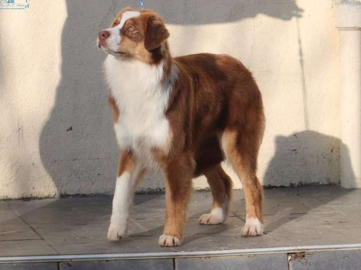 1 chienne Berger Australien LOF à vendre, femelle rouge tricolore