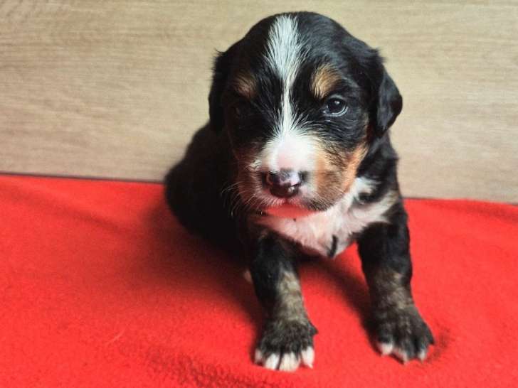 11 chiots Bouviers Bernois LOF à réserver, 8 femelles et 3 mâles d'octobre 2025