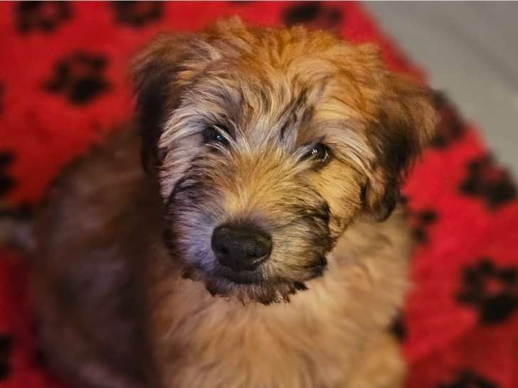 Chiot de race Terrier Irlandais à Poil Doux mâle à vendre